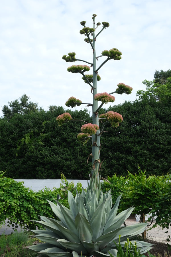 Image of Agave ovatifolia 'Vanzie' taken at Juniper Level Botanic Garden, Raleigh NC by JLBG