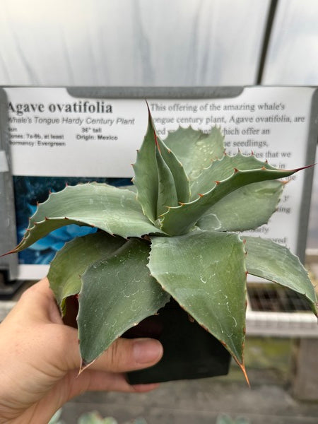 Agave ovatifolia | Whale's Tongue Hardy Century Plant