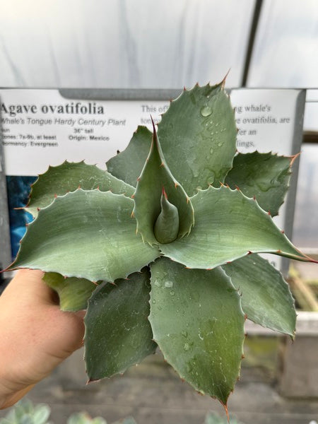 Agave ovatifolia | Whale's Tongue Hardy Century Plant