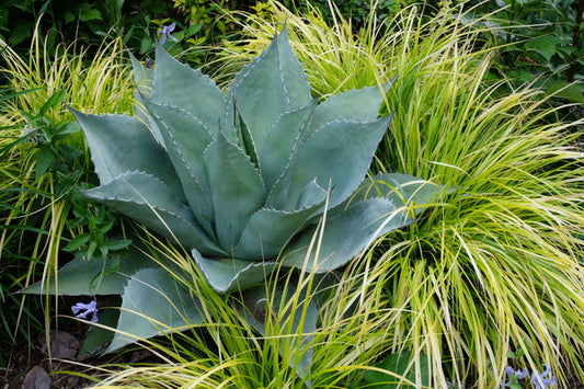 Image of Agave ovatifolia taken at Juniper Level Botanic Garden, Raleigh NC by JLBG