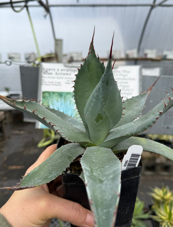 Image of Agave x ovatispina 'Blue Arrows' taken at Juniper Level Botanic Garden, Raleigh NC