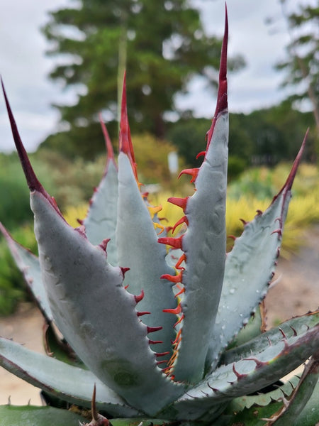 Agave palmeri 'Kutsugen No Mai Ogi' | Kutsugen No Mai Ogi Palmer's