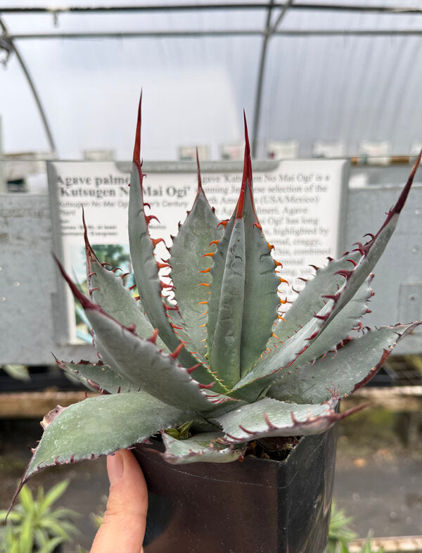 アガベ Agavepalmeri.ver.Kutsugen no Maiougi308 Agave palmeri Kutsugen No Mai Ogi