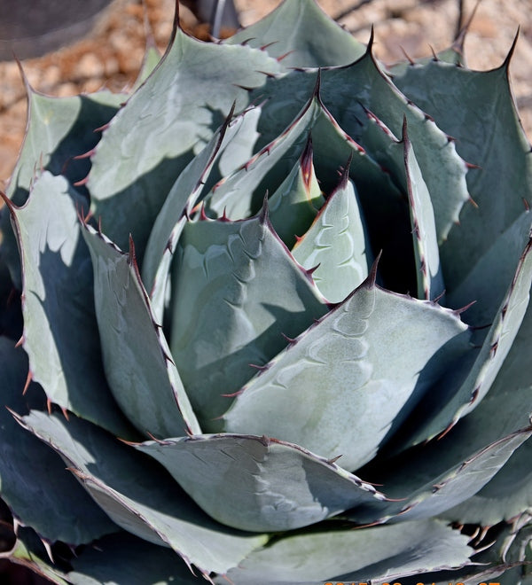 Image of Agave parrasana 'Globe' taken at Rancho Soledad Nsy, CA