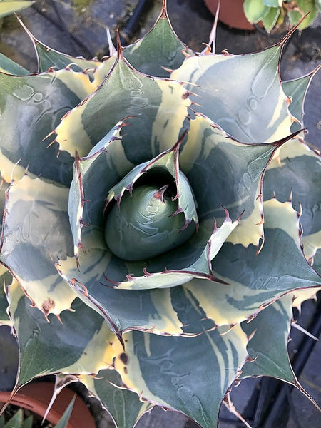 Learn about Agave parrasana 'Impressionist' | Impressionist