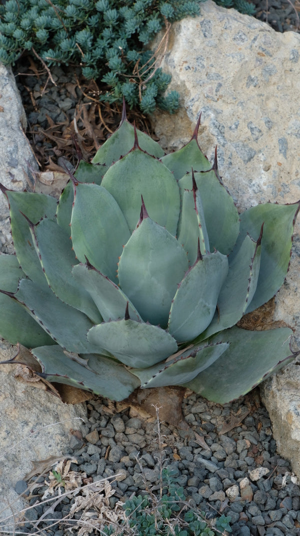 Image of Agave parryi 'Border Guard' taken at Juniper Level Botanic Gdn, NC by JLBG