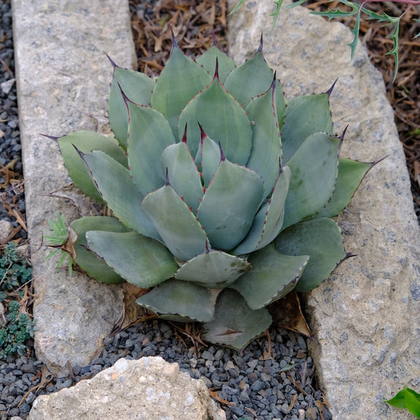 Agave parryi var. truncata