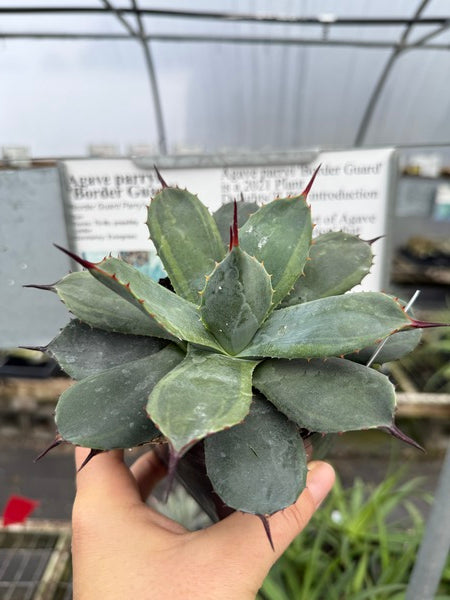 Image of Agave parryi 'Border Guard'