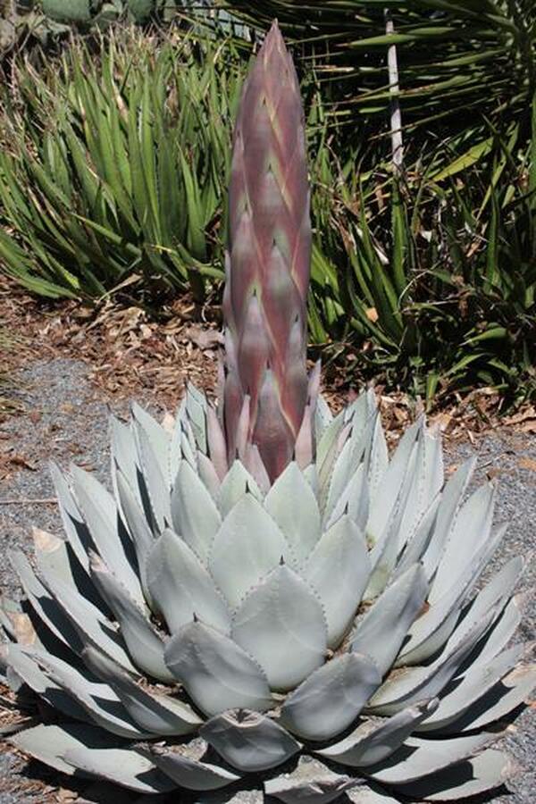 Image of Agave parryi 'J.C. Raulston' taken at Juniper Level Botanic Gdn, NC by JLBG