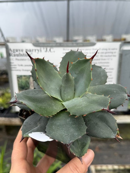 Agave parryi J C Raulston