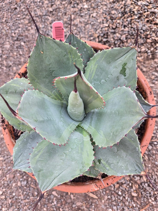 Image of Agave parryi 'Sublime' taken at Juniper Level Botanic Gdn, NC by JLBG