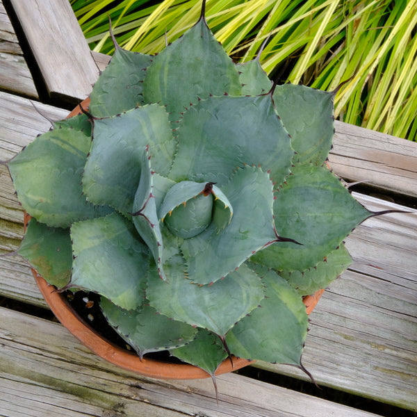 Image of Agave parryi ssp. huachucensis 'Desert Delight' taken at Juniper Level Botanic Gdn, NC by JLBG