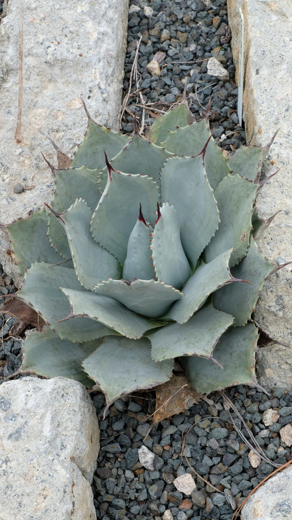 Image of Agave parryi ssp. huachucensis 'Desert Delight' taken at Juniper Level Botanic Gdn, NC by JLBG