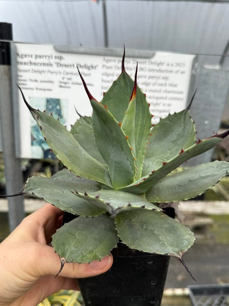 アガベ Agave parryi 'Desert Delight' 249 Agave parryi Desert Delight | Desert Delight Century Plant
