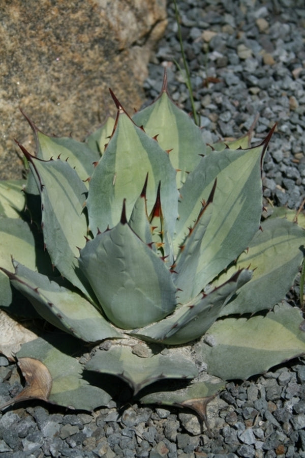 Image of Agave parryi ssp. huachucensis 'Excelsior' taken at Juniper Level Botanic Gdn, NC by JLBG