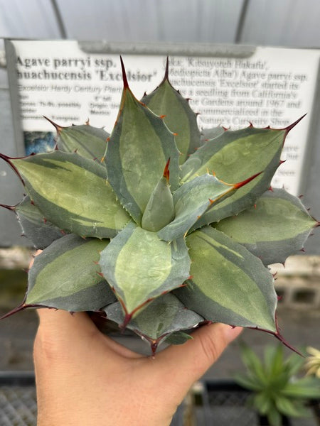 Agave parryi huachucensis Excelsior | Excelsior Hardy Century Plant