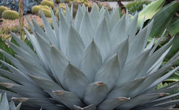 Image of Agave parryi ssp. huachucensis 'Wakefield' taken at Huntington Gdn, CA