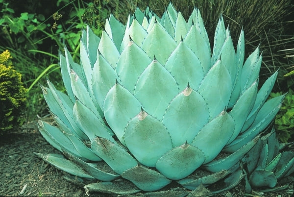 Learn about Agave parryi ssp. huachucensis | Hardy Century Plant