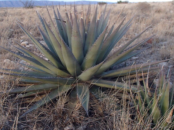 Image of Agave parryi ssp. neomexicana 'Culberson Giant' taken at Culberson Co., TX by K. Seth