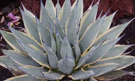 Image of Agave parryi ssp. neomexicana 'Sunspot' taken at Huntington Gdn, CA by T. Avent