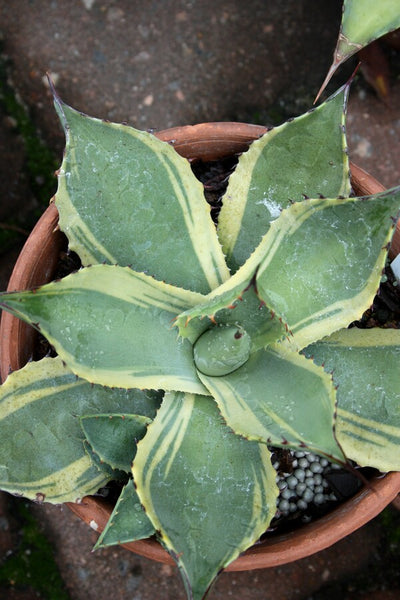フラワー・ガーデニング Agave parryi parryi 'Lucky Stripe' 80 Agave parryi Lucky Stripe | Lucky Stripe Century Plant