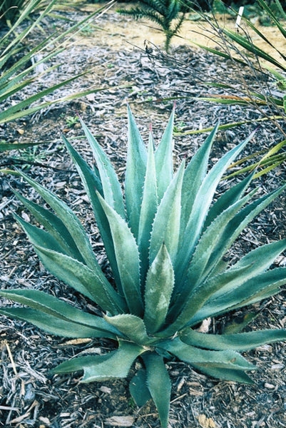 Learn about Agave parryi ssp. parryi | Hardy Century Plant