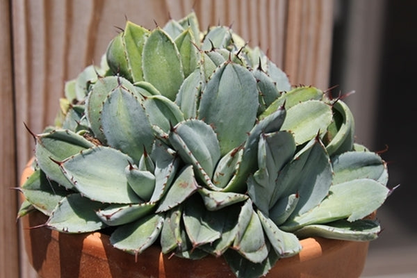 Image of Agave parryi ssp. truncata 'Bed of Nails' taken at Juniper Level Botanic Gdn, NC by JLBG