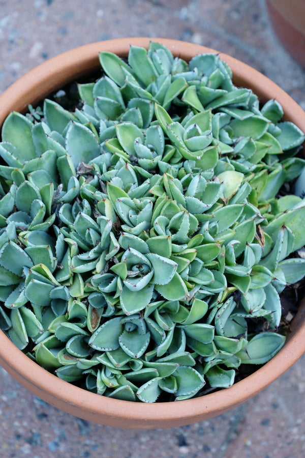 Agave parryi truncata Bed of Nails | Bed of Nails Parry's Century