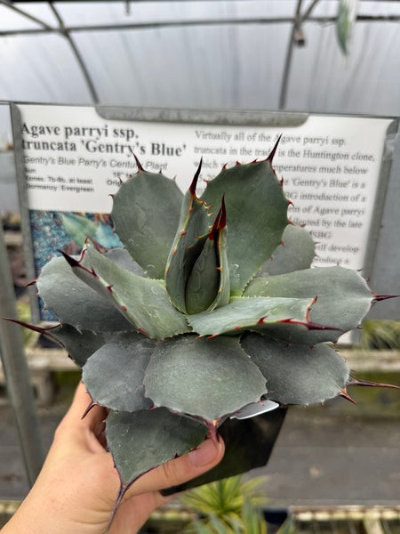 Learn about Agave parryi ssp. truncata 'Gentry's Blue' | Gentry's