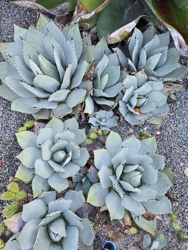 Image of Agave parryi ssp. truncata 'Hardy Boyz' taken at Juniper Level Botanic Gdn, NC by JLBG