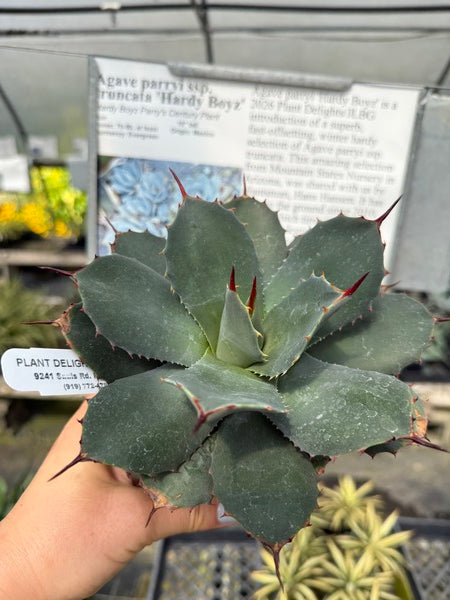 アガベ　パリー　トランカータ　ハーディボーイズ Agave parryi ssp truncata Hardy Boyz