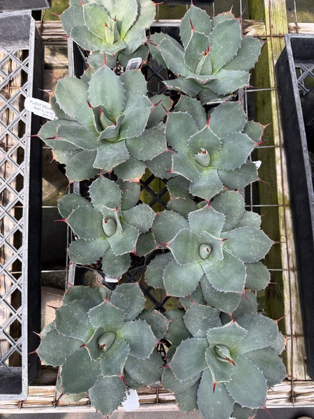 Agave parryi ssp. truncata 'Hardy Boyz' Century plant