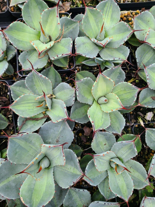 Image of Agave parryi ssp. truncata 'Jackpot' taken at Juniper Level Botanic Gdn, NC by JLBG