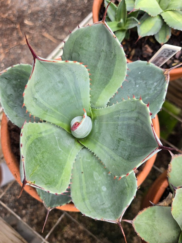 Image of Agave parryi ssp. truncata 'Monet Moment' taken at Juniper Level Botanic Gdn, NC by JLBG