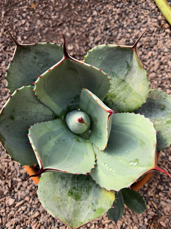 Image of Agave parryi ssp. truncata 'Monet Moment' taken at Juniper Level Botanic Gdn, NC by JLBG