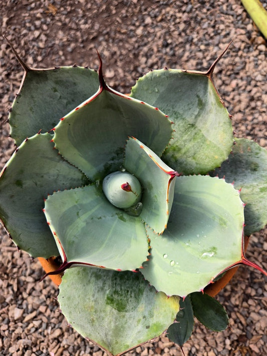 Image of Agave parryi ssp. truncata 'Monet Moment' taken at Juniper Level Botanic Gdn, NC by JLBG