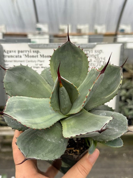 Agave parryi ssp. truncata 'Monet Moment' | Monet Moment Century Plant