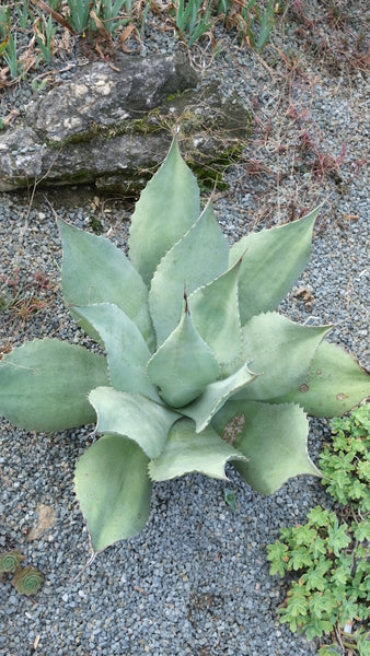 Image of Agave x parryspina taken at Juniper Level Botanic Gdn, NC by JLBG