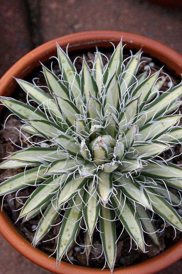 Image of Agave parviflora 'Pinpoint' taken at Juniper Level Botanic Gdn, NC by JLBG
