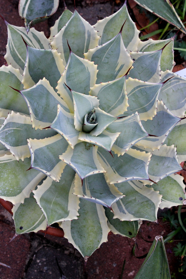 Image of Agave potatorum 'Bluewinds' taken at Juniper Level Botanic Garden, NC by JLBG