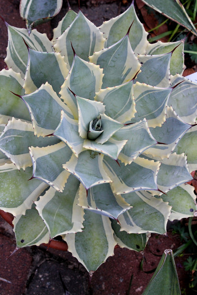 Agave potatorum Bluewinds