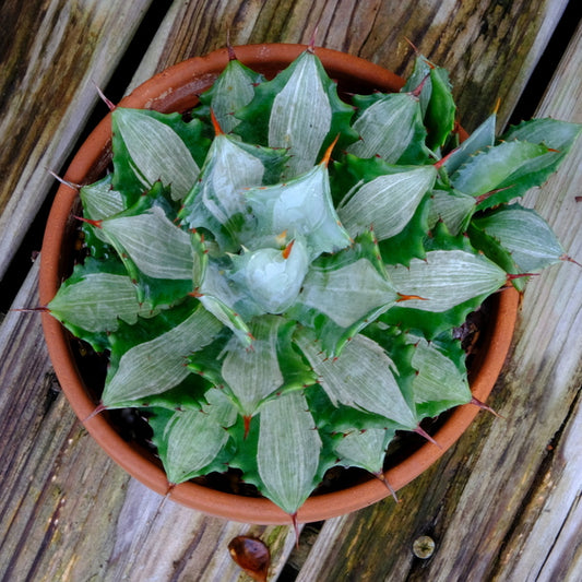Image of Agave potatorum 'Lonkie' taken at Juniper Level Botanic Gdn, NC by JLBG
