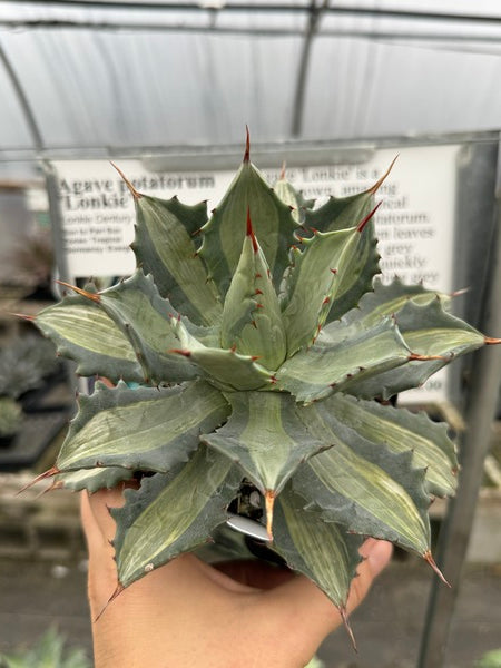 Agave potatorum Lonkie