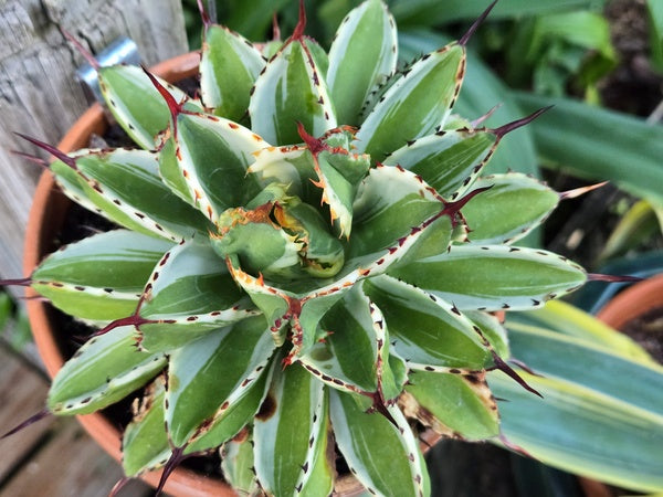 Image of Agave potatorum 'Ron' taken at Juniper Level Botanic Gdn, NC by JLBG