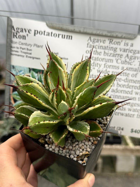 Image of Agave potatorum 'Ron'