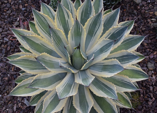 Image of Agave potatorum 'Snowfall' taken at K. Griffin Gdn, CA by T. Avent