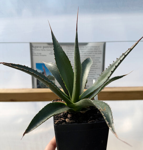 agave plant pot Agave potrerana