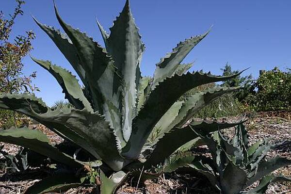 Learn about Agave x protamericana 'Funky Toes' | Funky Toes Hardy