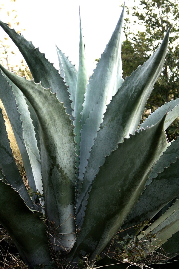 Image of Agave x protamericana 'Funky Toes' taken at Yucca Do Nursery, TX