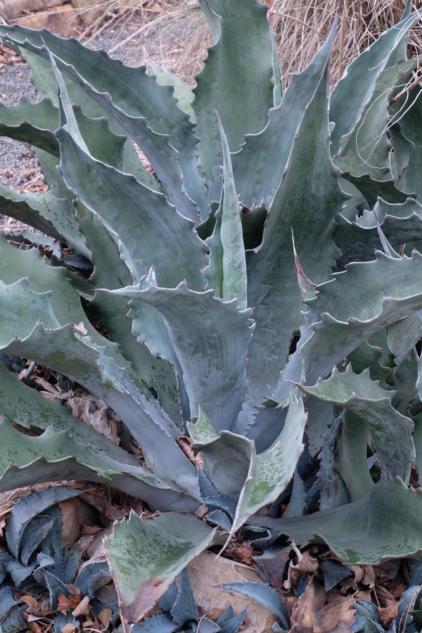 Agave x protamericana 'Funky Toes' | Funky Toes Hardy Century Plant